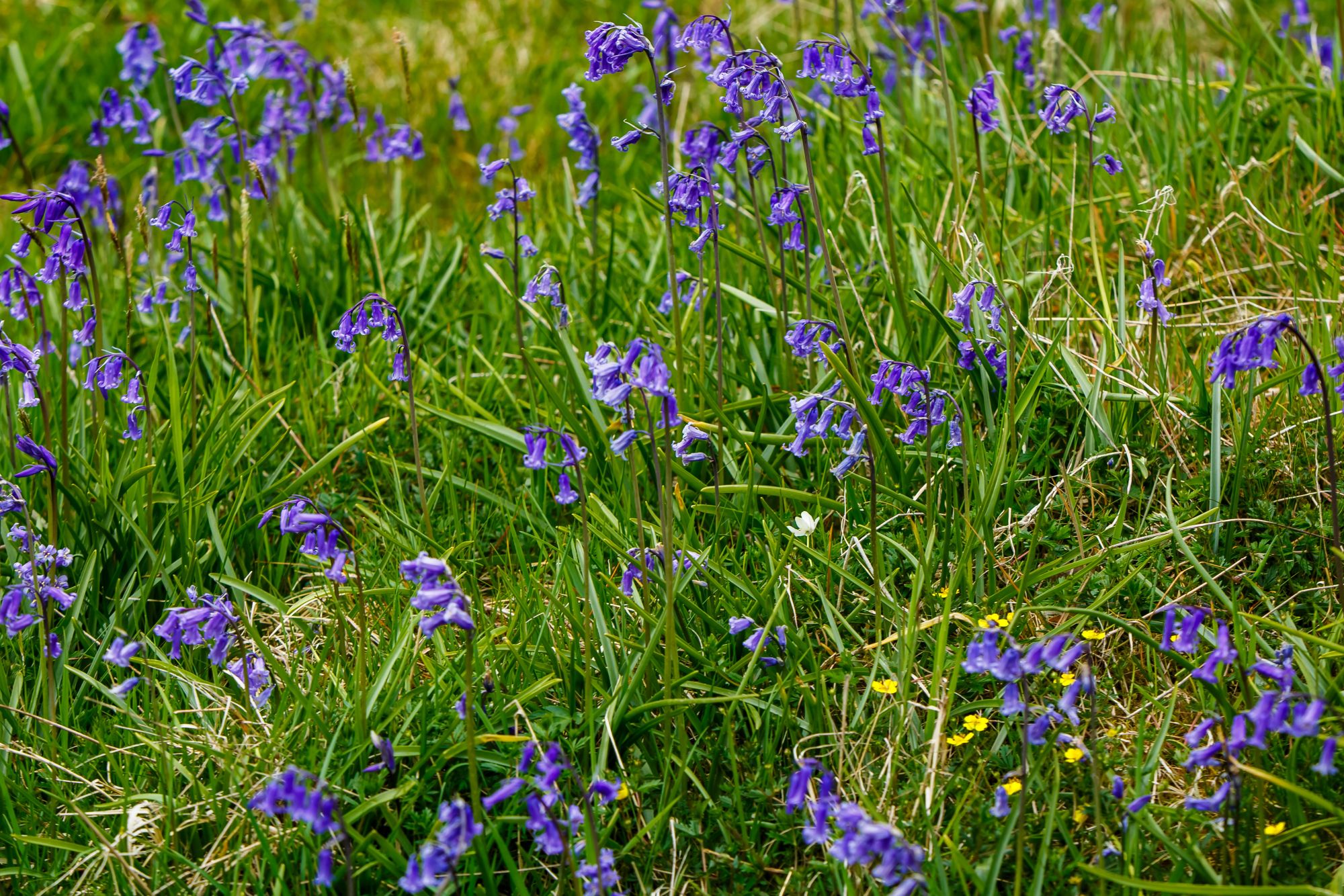 A close view of wild English bluebells among long grass and buttercups