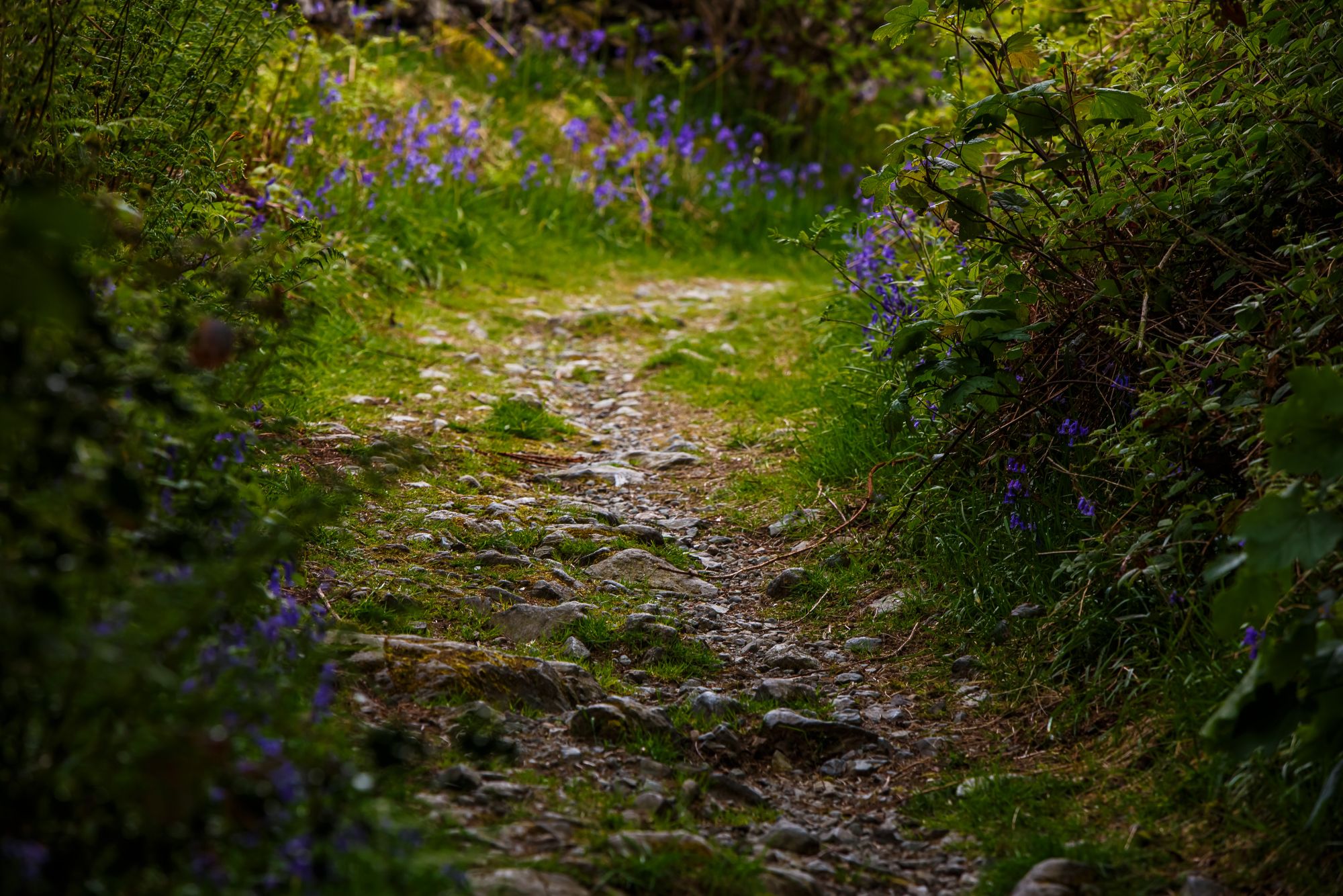 A stony footpath winding between banks of bluebells