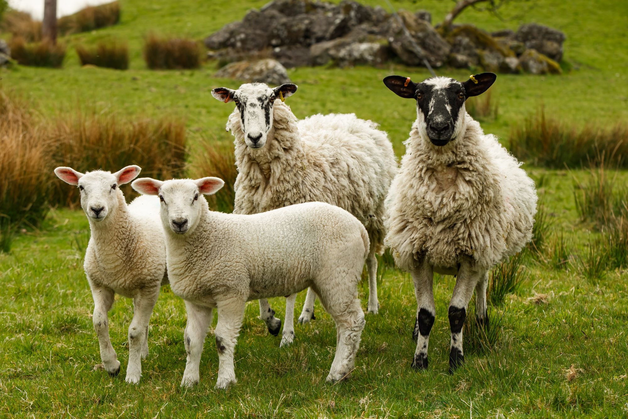 A ewe and her lambs standing in a Kentmere pasture
